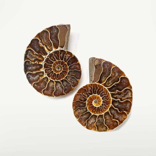 Ammonite Shell Pair