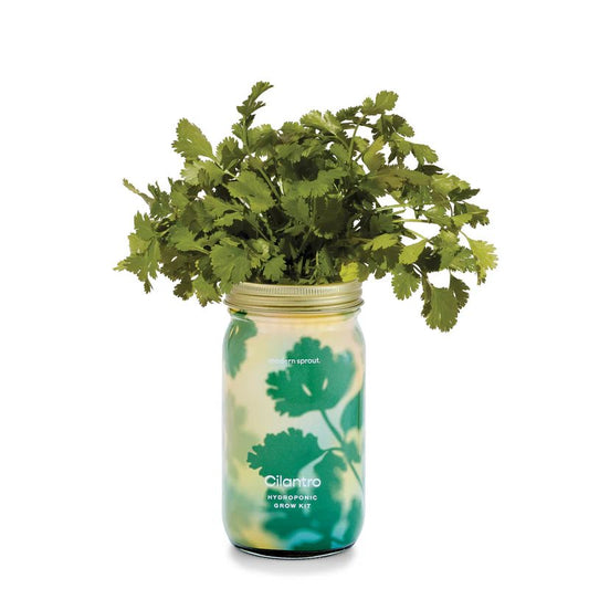 Garden Jar - Cilantro