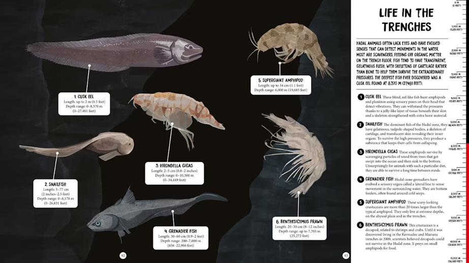 A dark background with various deep-sea creatures pictures with information explaining "Life in the Trenches" on the right against a white background.