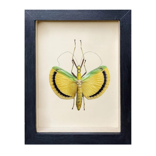 Stick Insect Shadow Box