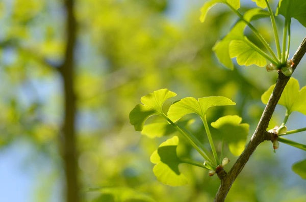 Jurassic Grow Kit Gingko Tree