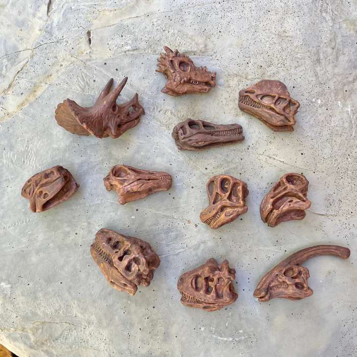 Dinosaur Skulls TOOB