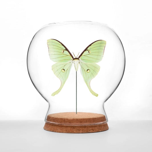 Luna Moth Globe