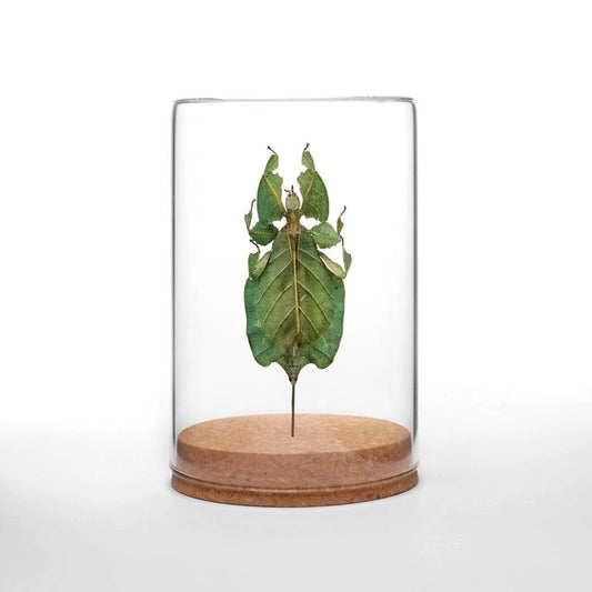 Gray's Leaf Insect Globe