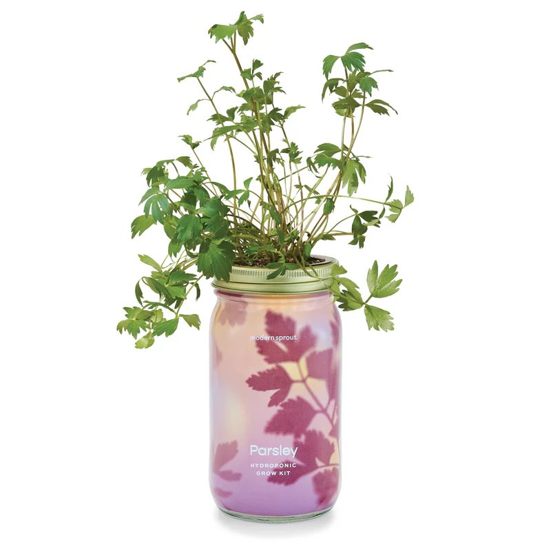 Garden Jar - Parsley