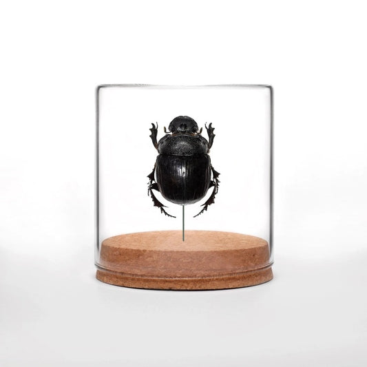 Giant Dung Beetle Globe